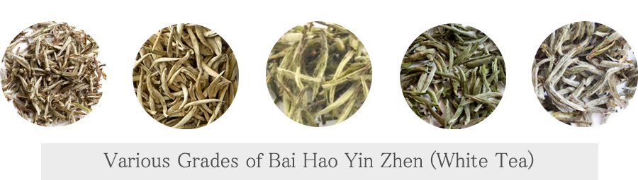 Bai Hao Yin Zhen